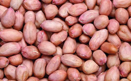peanut sorting