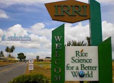 Rice Color Sorter Customer