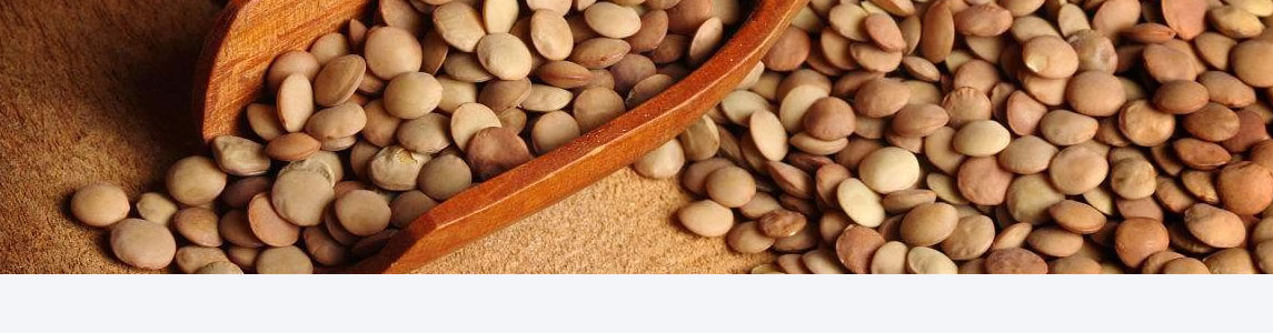 Lentil 
