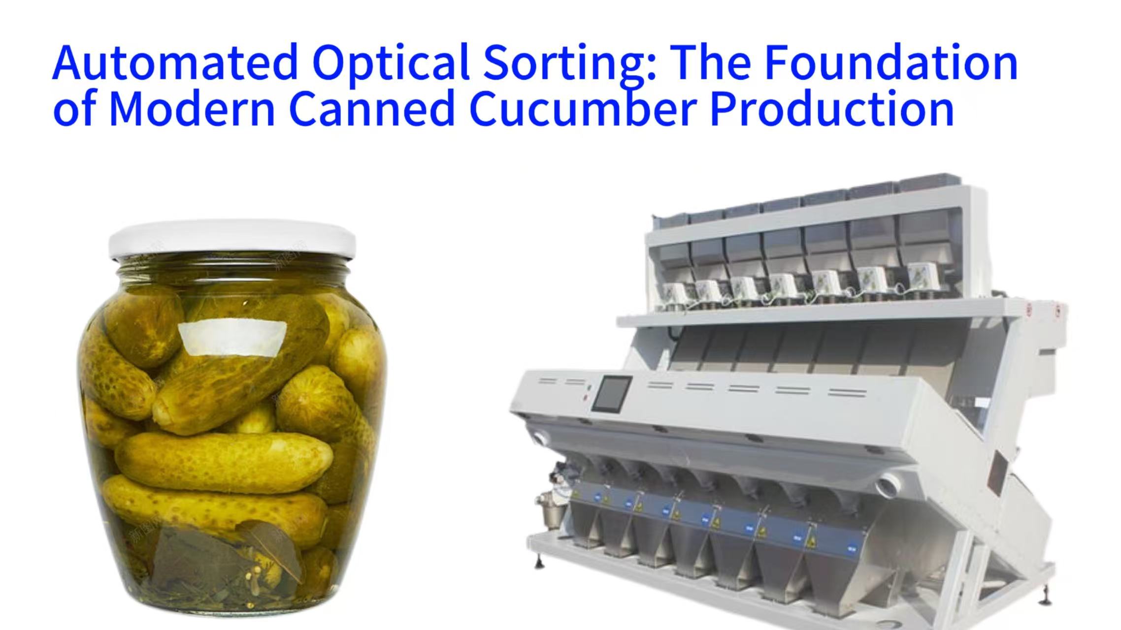 Automated Optical Sorting: The Foundation of Modern Canned Cucumber Production