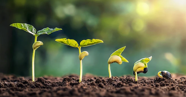 Seed Color Sorter Machine	