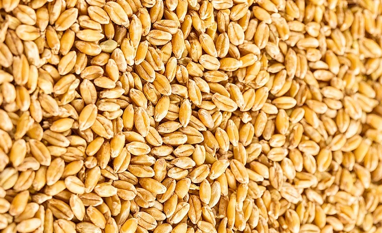 Wheat Color Sorter Machine