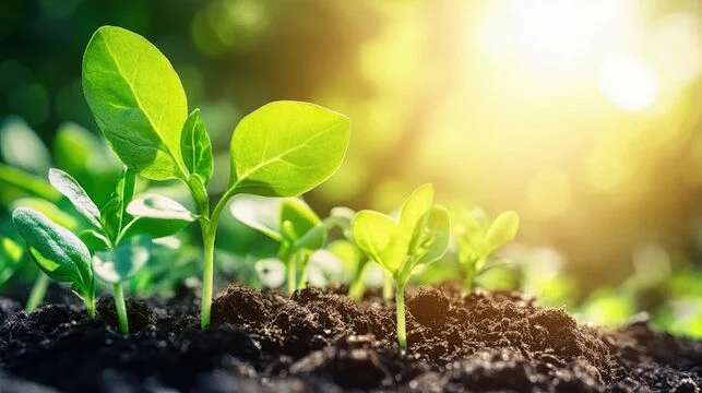 Seed Color Sorter Machine	